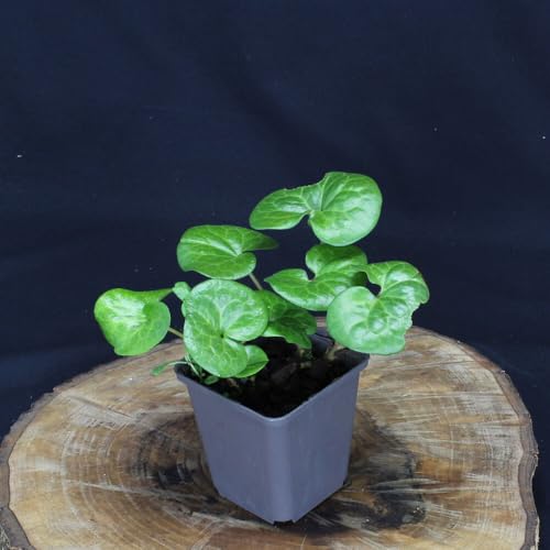 3 Stück Asarum europaeum von Intragarten | Haselwurz schattenverträglicher Bodendecker | winterhart im Topf von Intragarten GmbH