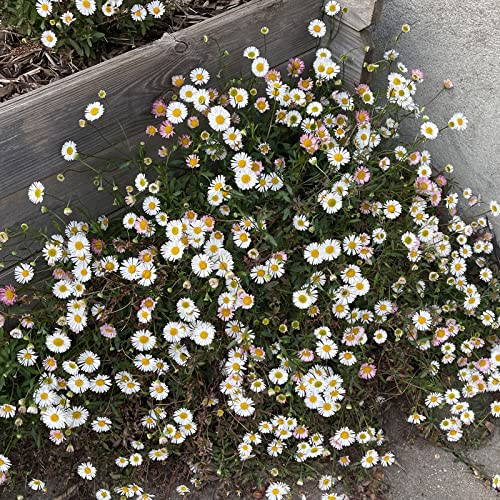 3 Stück Erigeron Karvinskianus von INTRAGARTEN spanisches Gänseblümchen im Topf. Bodendecker im Steingarten von Intragarten GmbH