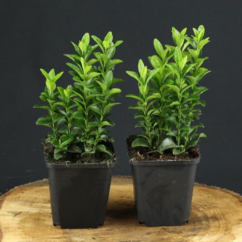 3 Stück Euonymus japonicus Green Spire von INTRAGARTEN | immergrüner und winterharter Kriechspindel Heckenpflanze | Buchsbaumersatz im Topf von Intragarten GmbH