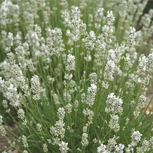 3 Stück Lavandula angustifolia Alba von INTRAGARTEN | duftender und weißblühender Lavendel | winterhart im 9cm Topf von Intragarten GmbH