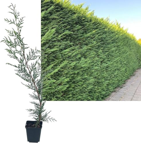3 Stück Leylandii Zypresse von INTRAGARTEN | immegrün und winterhart | Basterdzypresse +50cm Heckenpflanze im Topf gewachsen von Intragarten GmbH