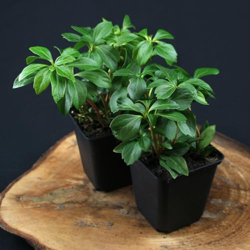 3 Stück Pachysandra Terminales von INTRAGARTEN | immergrüner und winterharter Bodendecker | Schattengrün - Dickmännchen im 9cm Topf von Intragarten GmbH