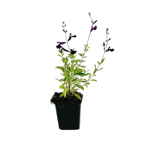 3 Stück Salvia 'Nachtvlinder' von INTRAGARTEN | Salbei Nachtfalter | lilablühende Salbei Staude im Topf | Pfirsichsalbei von Intragarten GmbH