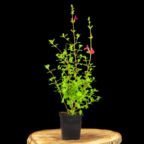 3 Stück Salvia microphylla 'Hot Lips' von Intragarten | Johannisbeer-Salbei winterharte und mehrjährige Staude | rot weisse Blüten im 9cm Topf von Intragarten GmbH