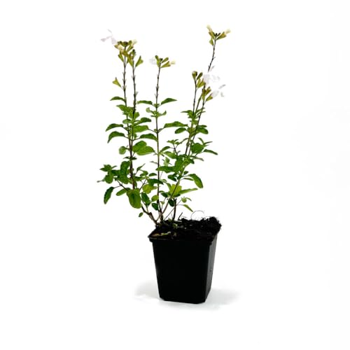 3 Stück Salvia microphylla. 'Gletsjer' von INTRAGARTEN | Strauch-Salbei weißblühende Salbei Staude im Topf 3 Stück Salvia microphylla. 'Gletsjer' von INTRAGARTEN | Strauch-Salbei weißblühende Salbei Staude im Topf von Intragarten GmbH