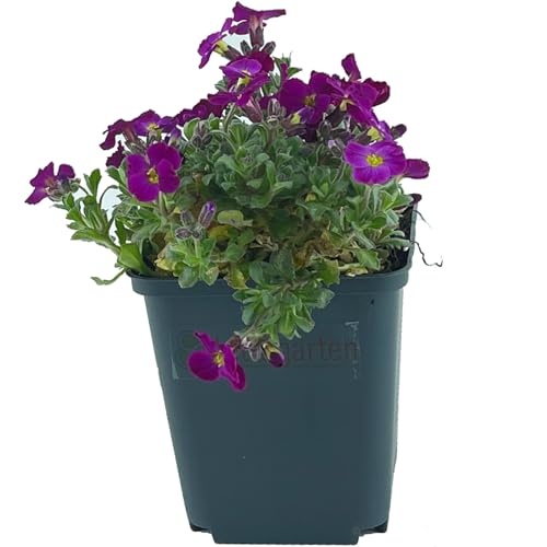 6 Stück Aubrieta Cascade Red von Intragarten | Blaukissen rot blühender und winterharter Bodendecker im Topf von Intragarten GmbH