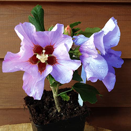 6 Stück Hibiscus syriacus 'Marina' von INTRAGARTEN | blauer Garteneibisch | winterhart und blütenreich im Topf von Intragarten GmbH