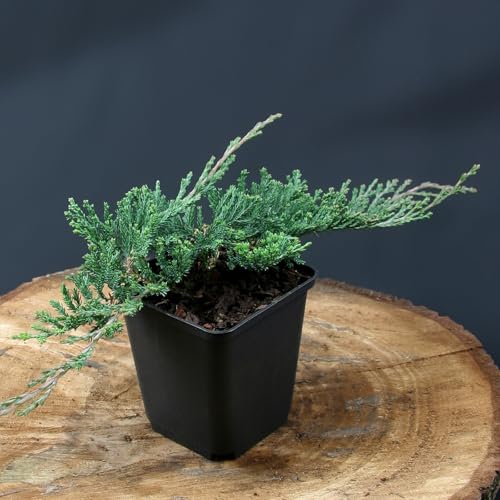 6 Stück Juniperus horizontalis Wiltonii von Intragarten | immergrüne und winterharte Bodendecker | Blauer Kriechwacholder im 9cm Topf 6 Stück Juniperus horizontalis Wiltonii von Intragarten | immergrüne und winterharte Bodendecker | Blauer Kriechwacholder im 9cm Topf von Intragarten GmbH