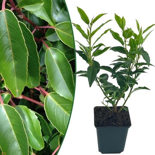 Portugiesischer Kirschlorbeer | 6 Stück | Prunus lusitanica angustifolia von Intragarten | winterhart und immergrün | Heckenpflanze im 9x9cm Topf von Intragarten GmbH