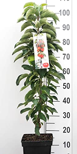 Apfel Säulen Zwergobstbaum oder Mini Obstbaum Apfelbaum green sensation Apfel Säulen Zwergobstbaum oder Mini Obstbaum Apfelbaum green sensation von Intragarten GmbH