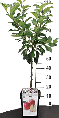 Apfel Zwergobstbaum oder Mini Obstbaum Apfelbaum Malus Rote Boskoop Apfel Zwergobstbaum oder Mini Obstbaum Apfelbaum Malus Rote Boskoop von Intragarten GmbH