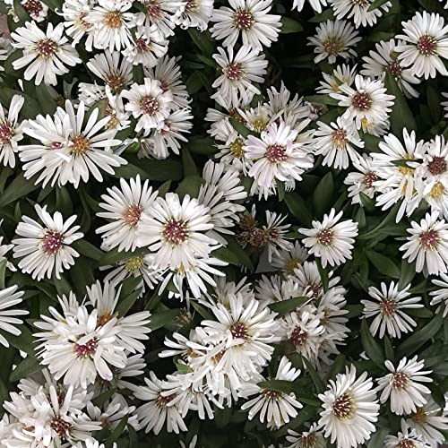 Aster dumosus 'Schneekissen? / Garten-Kissen-Aster 'Schneekissen' von Intragarten GmbH