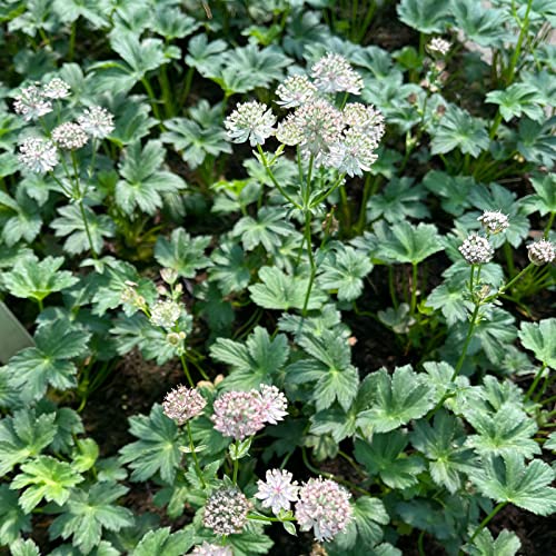 Astrantia major/Große Sterndolde von Intragarten GmbH