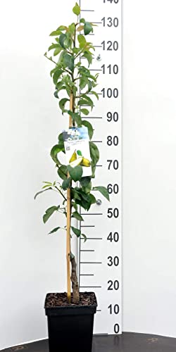 Birne Säulen Zwergobstbaum oder Mini Obstbaum Birnenbaum Pyrus c.Condo Birne Säulen Zwergobstbaum oder Mini Obstbaum Birnenbaum Pyrus c.Condo von Intragarten GmbH