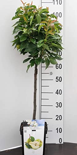 Birne Zwergobstbaum oder Mini Obstbaum Birnenbaum Pyrus rote Williams Birne Zwergobstbaum oder Mini Obstbaum Birnenbaum Pyrus rote Williams von Intragarten GmbH