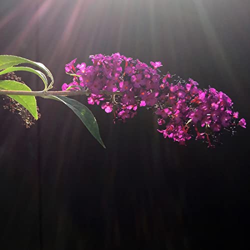 Buddleja Davidii Royal red von Intragarten Sommerflieder rot im Topf von Intragarten GmbH