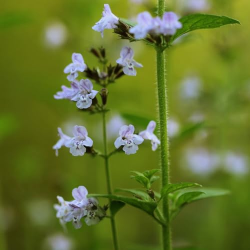 Calamintha nepeta 'White Cloud' von Intragarten Kleinblütige Bergminze im Topf Calamintha nepeta 'White Cloud' von Intragarten Kleinblütige Bergminze im Topf von Intragarten GmbH
