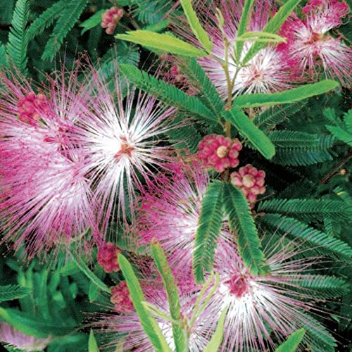 Calliandra surinamensis/Rosa Puderquastenstrauch 'Dixie Pink' von Intragarten GmbH