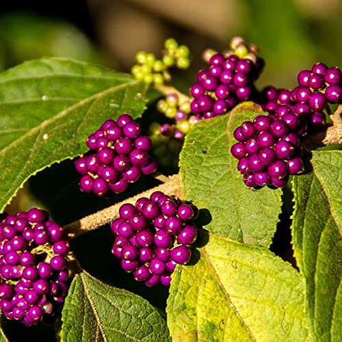 Callicarpa bod. 'Magical Purple Giant'/ Liebesperlenstrauch/Schönfrucht 'Magical Purple Giant' auf Stamm von Intragarten GmbH