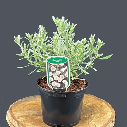 Convolvulus cneorum von Intragarten | Silberwinde oder Silberblatt im Topf gewachsen | winterharte und blühende Blickfangstaude von Intragarten GmbH
