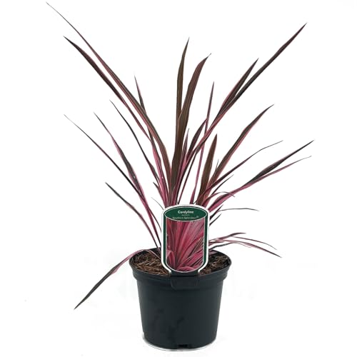 Cordyline australis 'Southern Splendour' von Intragarten Keulenlilie mit braunrotem Blattwerk im 2 Liter Topf von Intragarten GmbH