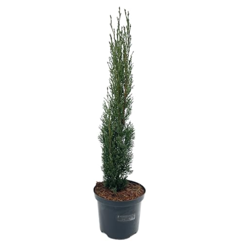 Cupressus sempervirens 'Totem' von Intragarten Mittelmeerzypresse 'Totem' | 40-50cm | winterhart und immergrün im 2 Liter Topf gewachsen Cupressus sempervirens 'Totem' von Intragarten Mittelmeerzypresse 'Totem' | 40-50cm | winterhart und immergrün im 2 Liter Topf gewachsen von Intragarten GmbH