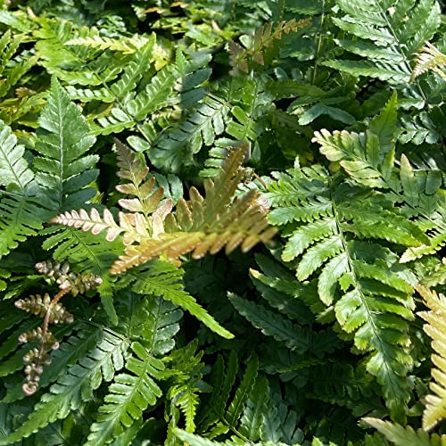 Dryopteris erythrosa von Intragarten | Rotschleierfarn im Topf gewachsen | wintergrüner und mehrjähriger Blattschmuck Farn von Intragarten GmbH