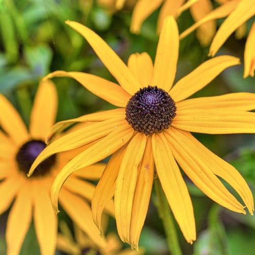 Echinacea paradoxa von Intragarten seltsamer Scheinsonnenhut im Topf von Intragarten GmbH