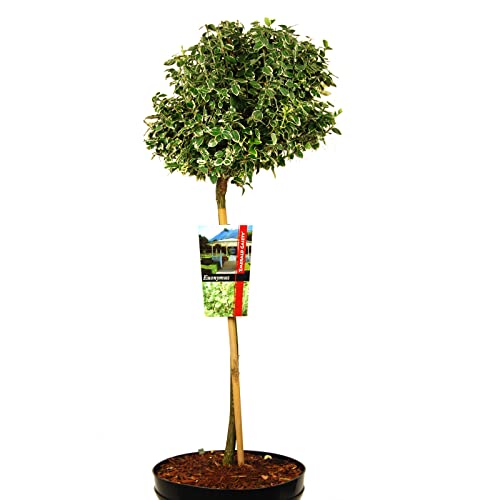 Euonymus fortunei Emeralds Gaiety oder Weißbunte Kriechspindel auf Stamm von Intragarten GmbH