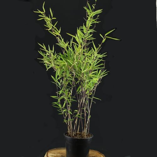 Fargesia nitida 'Black Pearl' von Intragarten - schwarzer Schirmbambus im Topf von Intragarten GmbH