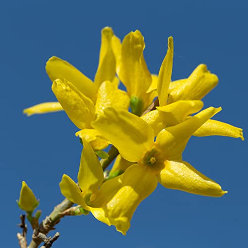Forsythia interm. 'Weekend' von INTRAGARTEN | Goldglöcken ' Weekend' auf Stamm | winterhart und Bienenfreundlich im 3 Liter Topf Forsythia interm. 'Weekend' von INTRAGARTEN | Goldglöcken ' Weekend' auf Stamm | winterhart und Bienenfreundlich im 3 Liter Topf von Intragarten GmbH