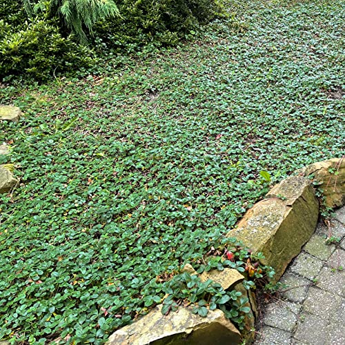 Fragaria chiloensis 'Chaval' von Intragarten chilenische Bodendecker Erdbeere im Topf von Intragarten GmbH
