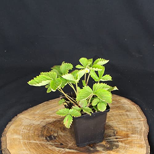 Fragaria vesca 'Alexandria' / Monats-Erdbeere 'Alexandria' von Intragarten GmbH