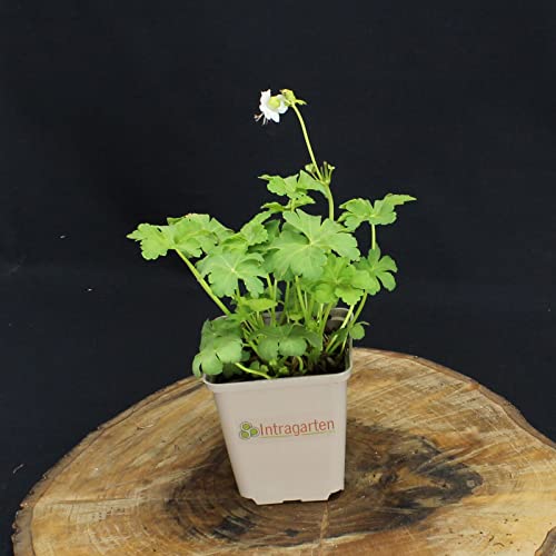 Geranium macrorrhizum 'White Ness' / Storchschnabel White-Ness von Intragarten GmbH