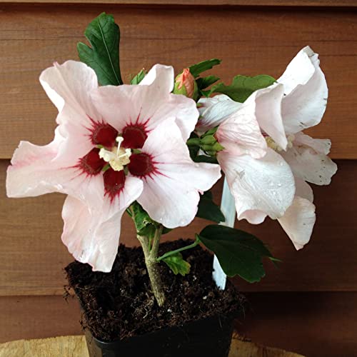 Hibiscus syriacus 'Speciosus' von Intragarten weißer Garteneibisch im Topf Hibiscus syriacus 'Speciosus' von Intragarten weißer Garteneibisch im Topf von Intragarten GmbH