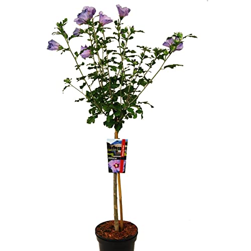 Hibiscus syriacus oiseau bleu oder Garteneibisch Blue Bird auf Stamm von Intragarten GmbH