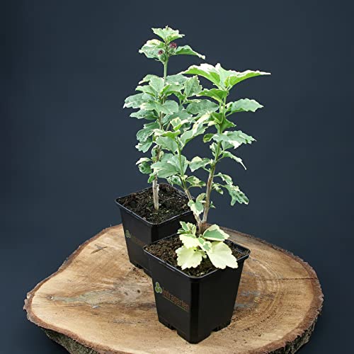 Hibiscus syriacus purpureus variegatus von Intragarten purpurfarbener Garteneibisch im Topf von Intragarten GmbH