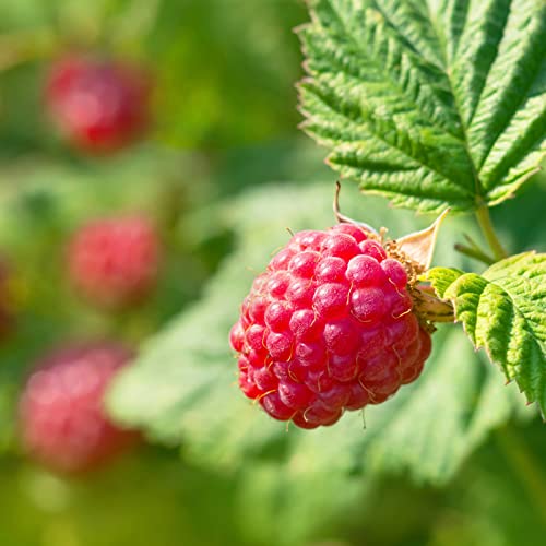 Himbeere Glen Ample Sommergrüne Rubus idaeus Glen Ample in 2 Litertopf von Intragarten GmbH