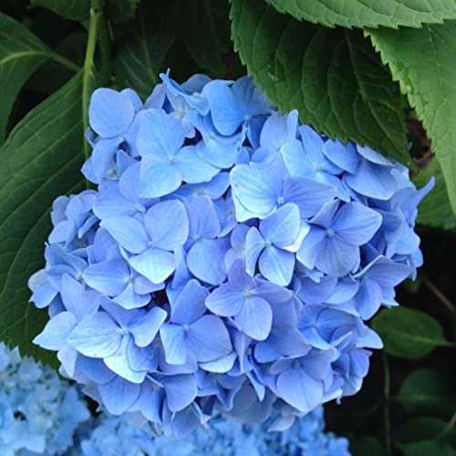 Hydrangea Macrophylla 'Nikko Blue' von Intragarten Bauernhortensie blau von Intragarten GmbH