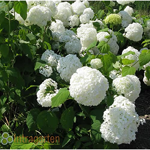 Hydrangea arborescens 'Annabelle' von Intragarten Ballhortensie weiss im 2 Liter Topf von Intragarten GmbH