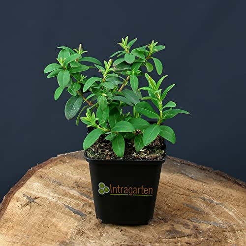 Hypericum Calycinum von Intragarten niedriges Johanniskraut im Topf von Intragarten GmbH