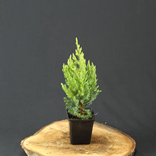 Juniperus chinensis stricta/Blauer Kegel-Mooswacholder als Hecke oder Solitairpflanze von Intragarten GmbH