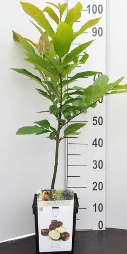 Kastanie Zwergobstbaum oder Mini Obstbaum Kastanienbaum Castanea sativa von Intragarten GmbH