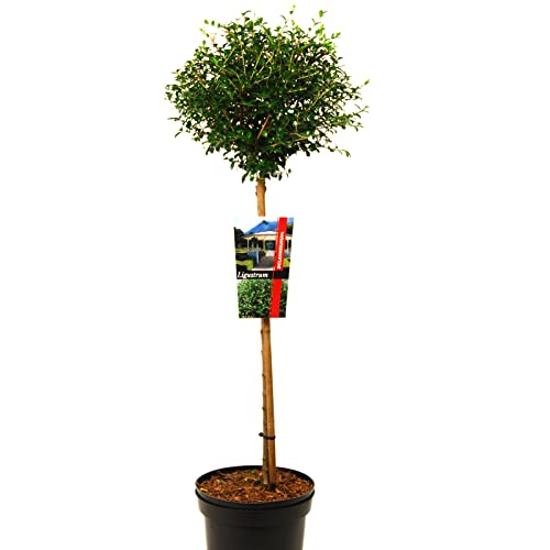 Ligustrum delavayanum oder kugel- Liguster auf Stamm von Intragarten GmbH