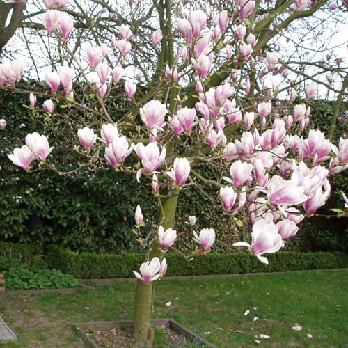 Magnolia soulangeana von INTRAGARTEN | Tulpen-Magnolie Frühlingsblüher | 40-60cm im 2 Liter Topf von Intragarten GmbH