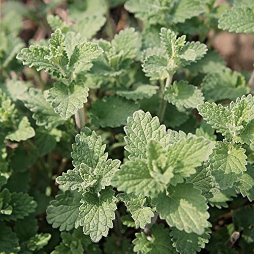 Nepeta racemosa 'Snowflake' / Katzenminze 'Snowflake' von Intragarten GmbH