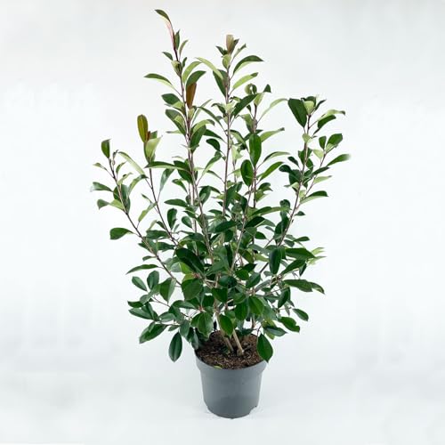 Photinia fraseri 'Red Robin' von Intragarten, Glanzmispel 100-125cm im Topf gewachsen von Intragarten GmbH