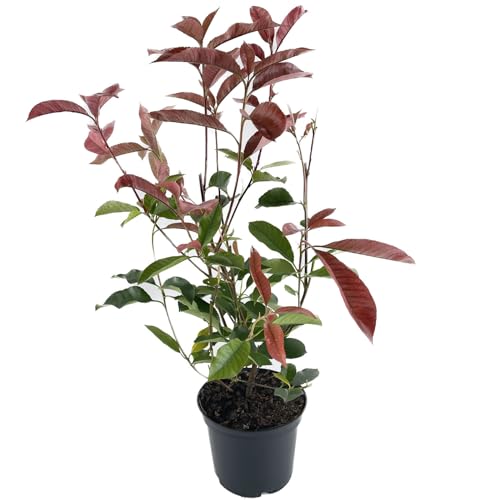 Photinia fraseri 'Red Robin' von Intragarten 50-70cm im Topf von Intragarten GmbH