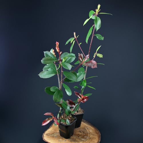 Photinia fraseri 'Red Robin' von Intragarten im Topf von Intragarten GmbH