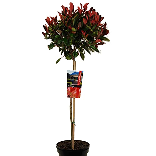 Photinia oder Glanzmispel auf Stamm 80-100 cm von Intragarten GmbH